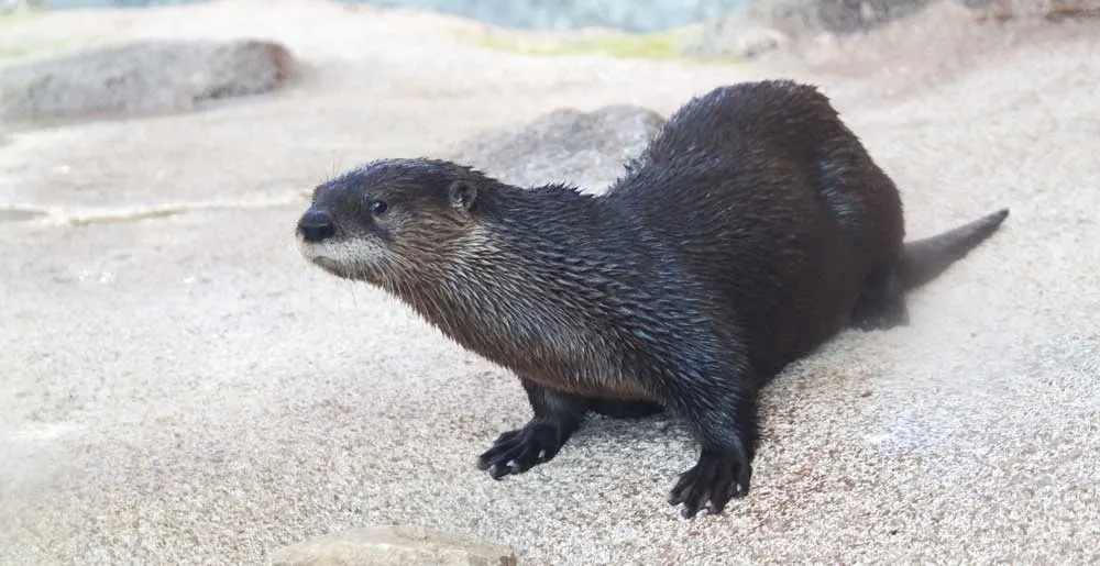 river otter at the St. Louis aquarium