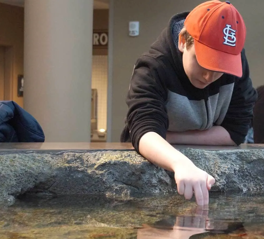 Boy in St. Louis Cardinal's hat with hands in a touch pool