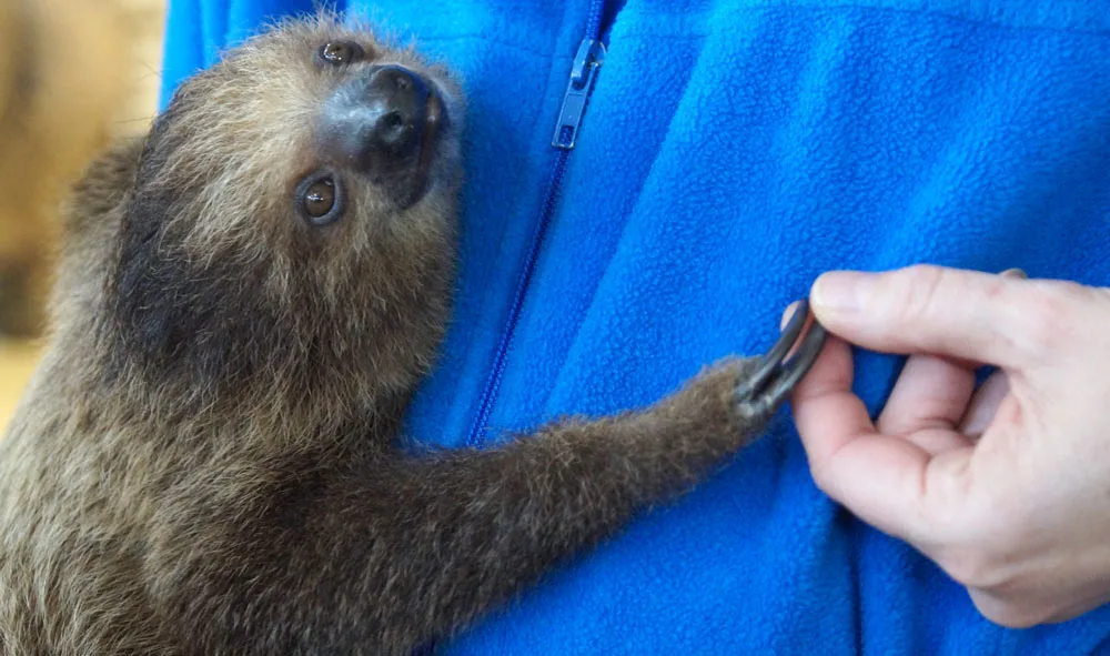 Coconut the Sloth from St. Louis Aquarium