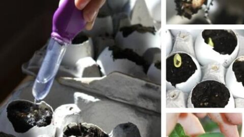 Image for Planting Seeds In Eggshells
