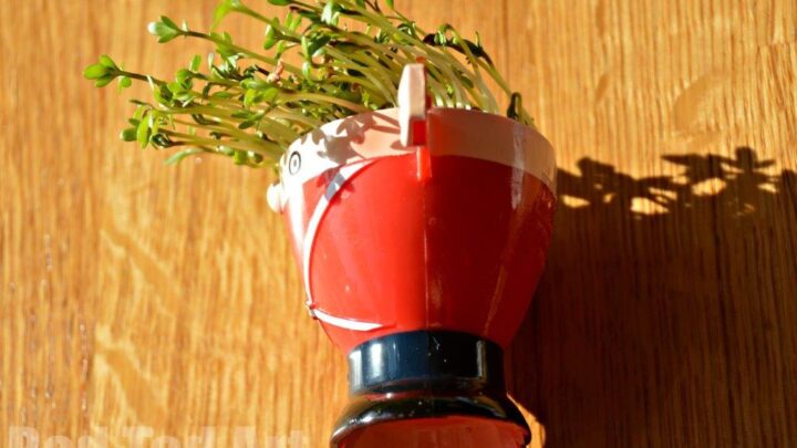 Image for Sprout Heads & Sunshine