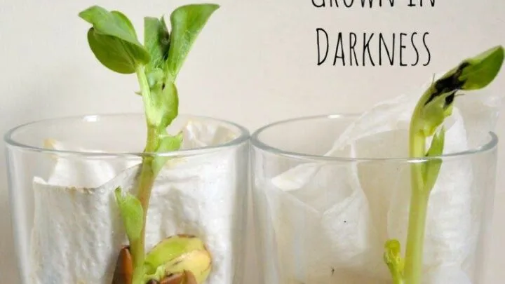 Image for Growing Beans In a Glass