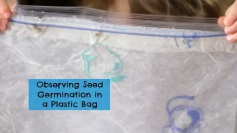 Image for Observing Seed Germination in a Plastic Bag