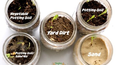 Image for Experimenting with Dirt