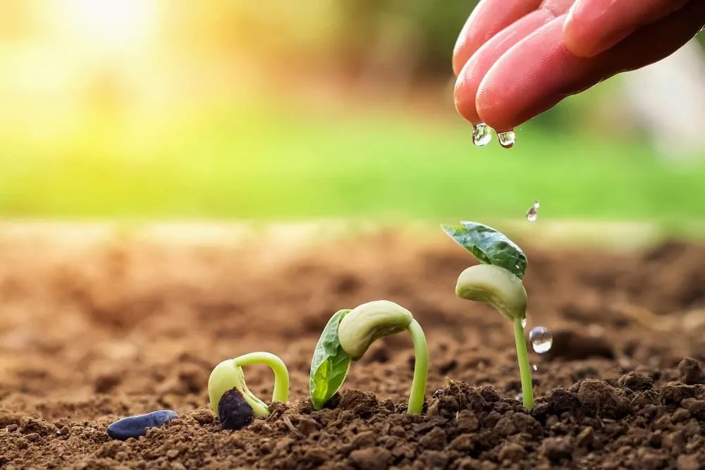 kids planting seeds in cups