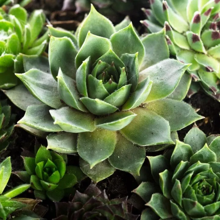 succulent plants