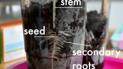 Image for Sunflower Seed Experiment in a Cup