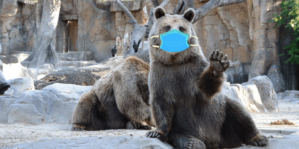 bear wearing a face mask