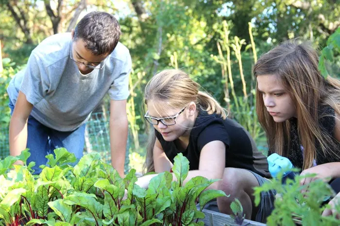 kids examine plants