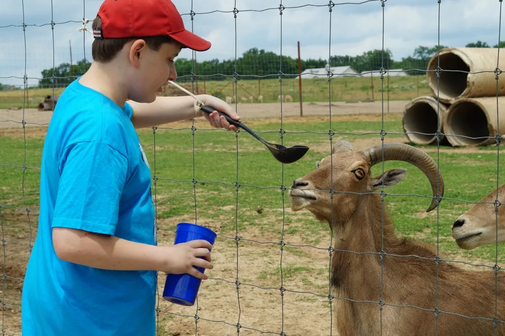 kid in blue shirt spoon feeding a large goat. 