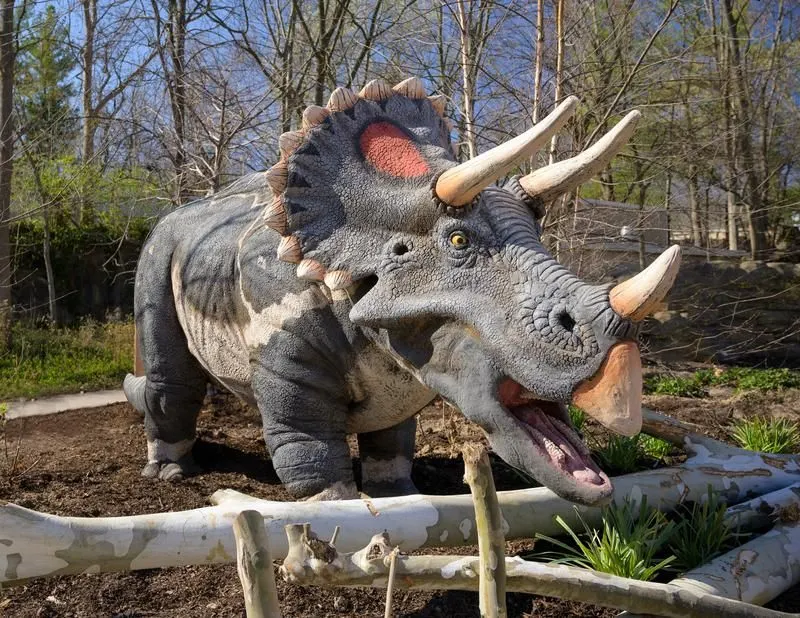triceratops model at the St. Louis Zoo