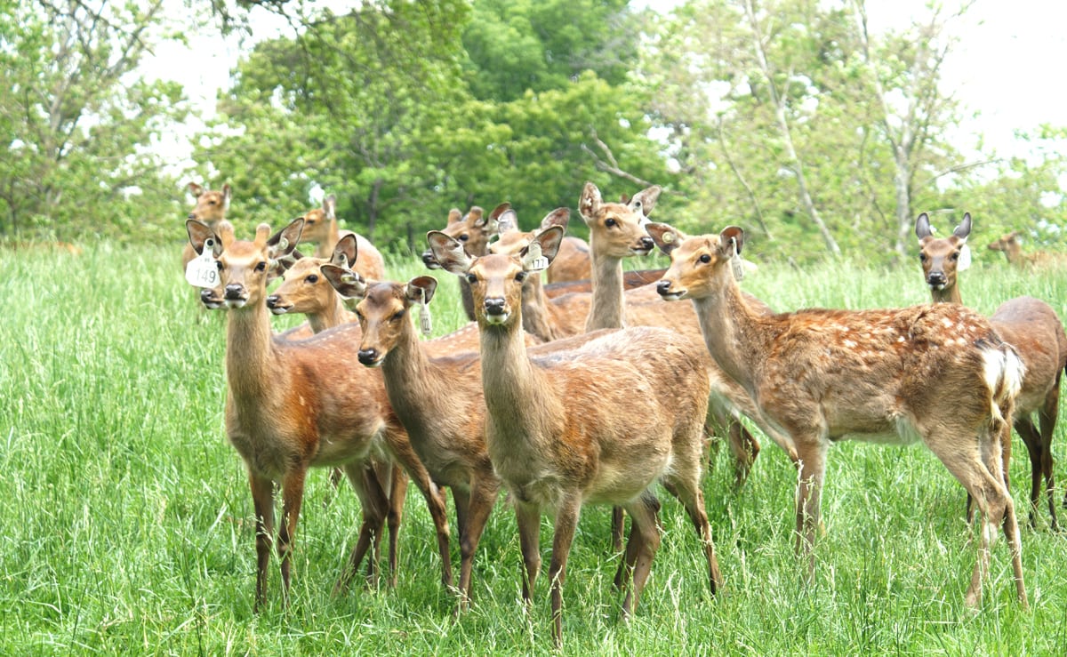 deer at Grant's Farm