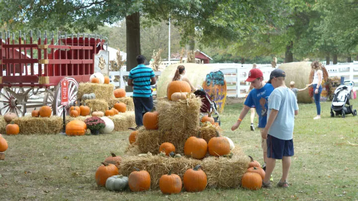 Fall Fest pumpkin patch at Grant's Farm