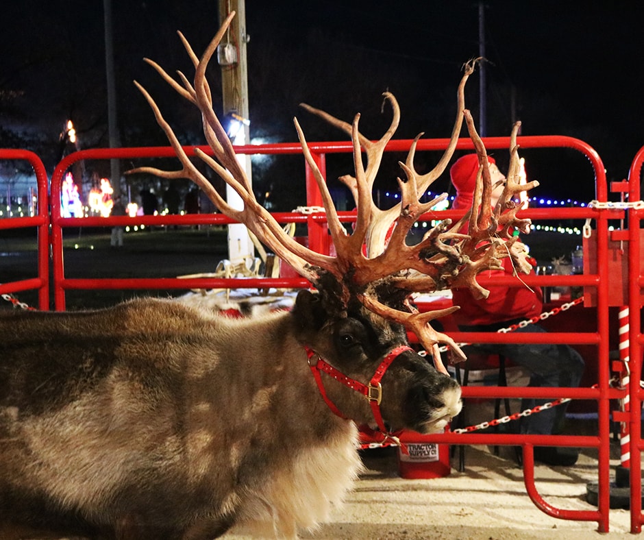 Reindeer in a corral