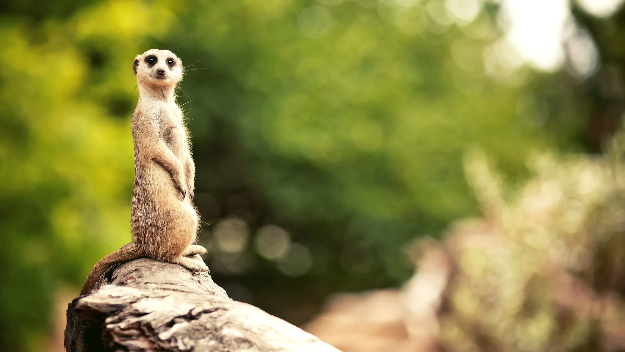 meerkat at the zoo