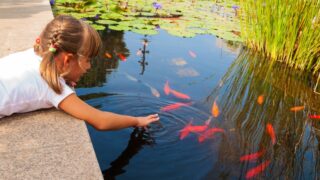 A little girl wearing a white shirt laying on her stomach and sticking her hand inside a pond with multiple Koi fish.