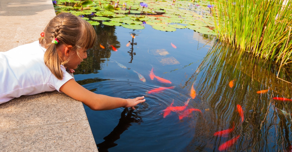 A little girl wearing a white shirt laying on her stomach and sticking her hand inside a pond with multiple Koi fish.